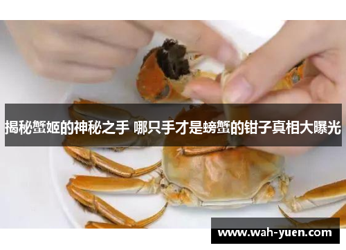 揭秘蟹姬的神秘之手 哪只手才是螃蟹的钳子真相大曝光